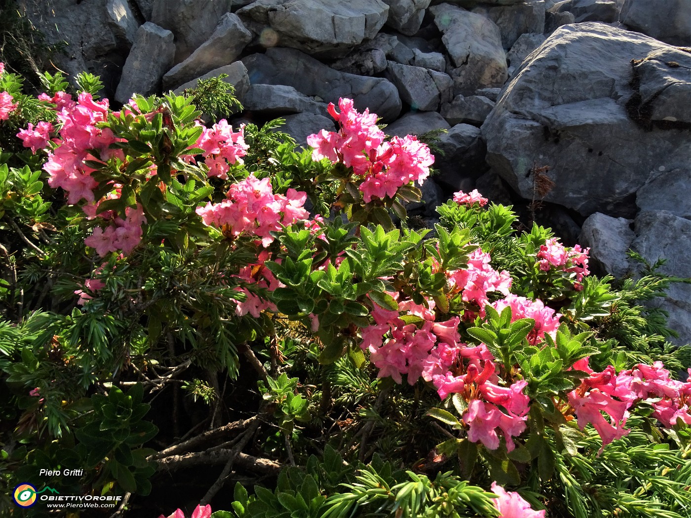 09 Rhododendron hirsutum (Rododendro irsuto).JPG